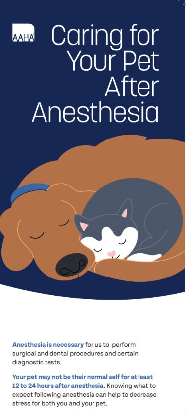 Caring for Your Pet After Anesthesia