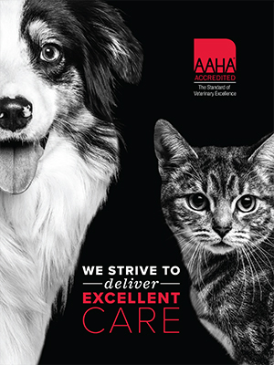 AAHA Accredited Folders (pack of 25)